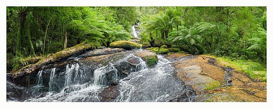 Fallen leaves over the Young