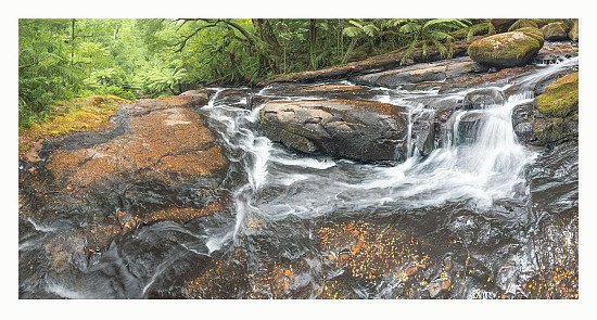 Trees Forests Plants & Flowers